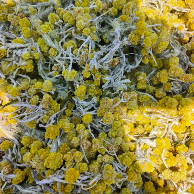 正宗云南鼠曲草清明草新鲜晒干清明菜绒毛鼠麴佛耳草干清明果整株