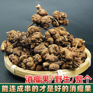 云南消瘤果金丝果九头狮子草黄花香果消瘤藤过路黄寄生土连翘寄生