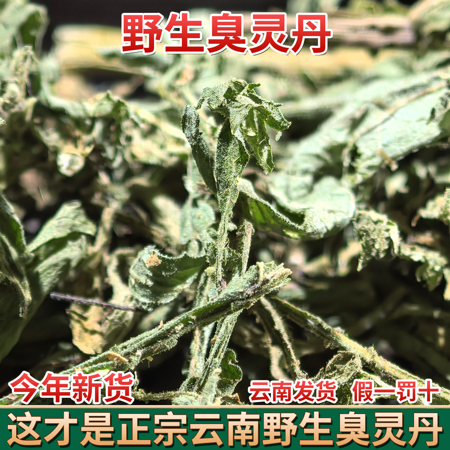 云南臭灵丹 中药材 臭铃铛 狮子草臭叶子山林丹无硫 精选铁甲草