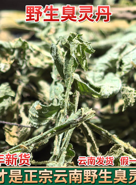 云南臭灵丹 中药材 臭铃铛 狮子草臭叶子山林丹无硫 精选铁甲草