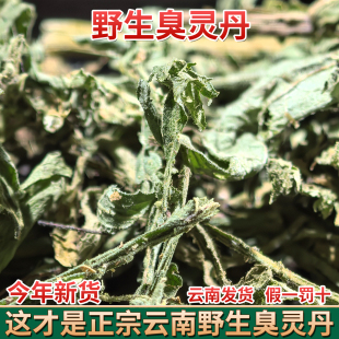云南臭灵丹 中药材 臭铃铛 狮子草臭叶子山林丹无硫 精选铁甲草