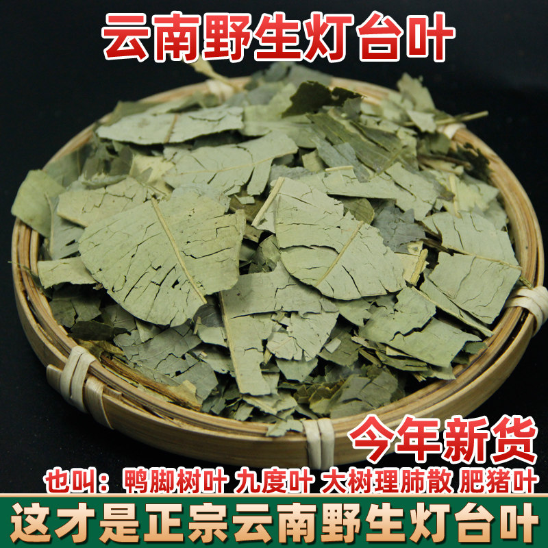 云南野生中药材 灯台叶 鸭脚树 九度叶 大树理肺散 肥猪叶 阿根木