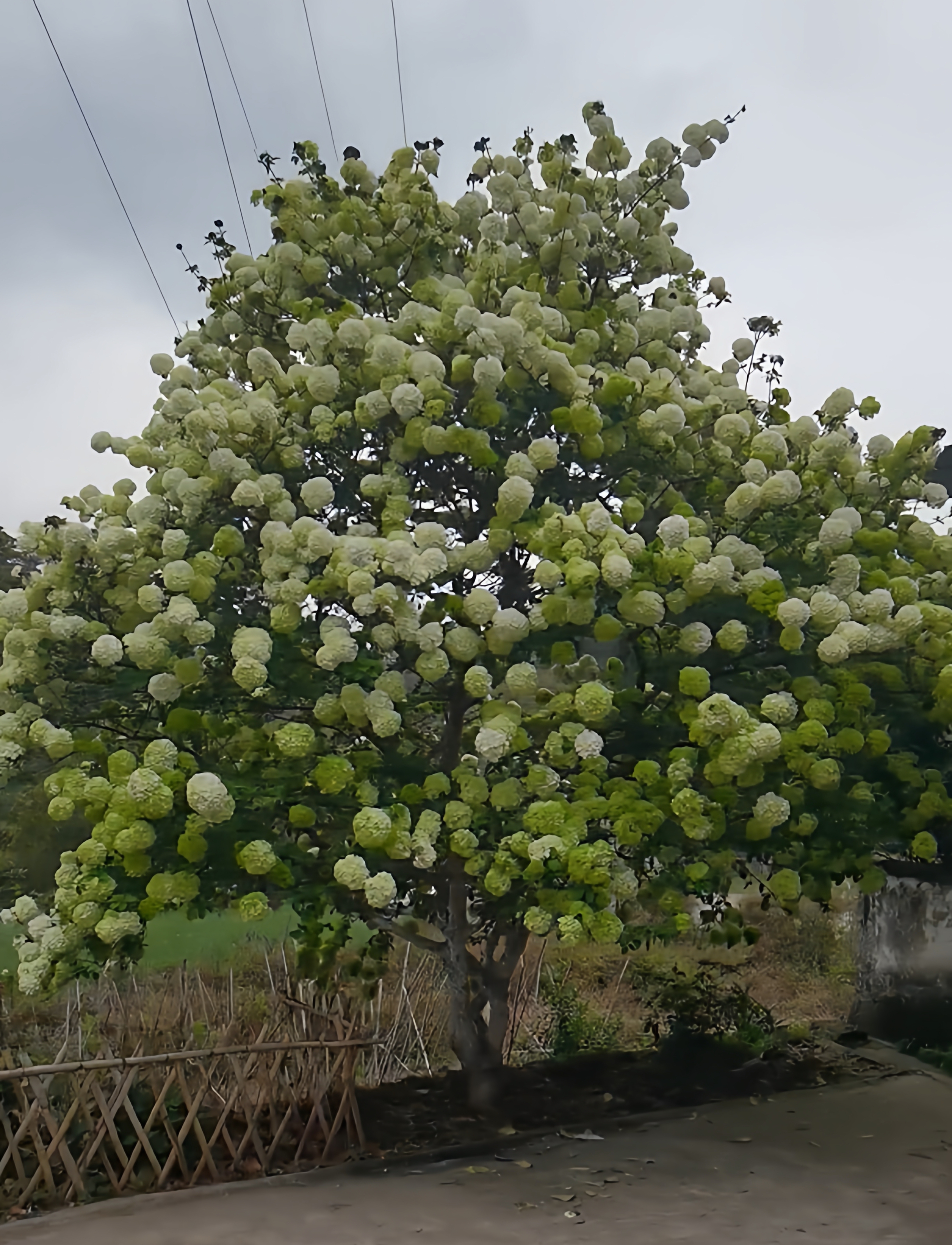 中华木绣球斗球耐寒花卉盆栽欧洲木绣球树苗绣球花苗