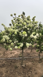 中华木绣球斗球耐寒花卉盆栽欧洲木绣球树苗绣球花苗