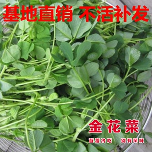 新采金花菜种子苜蓿菜籽三叶草大叶黄花草头种籽特色野菜四季盆栽