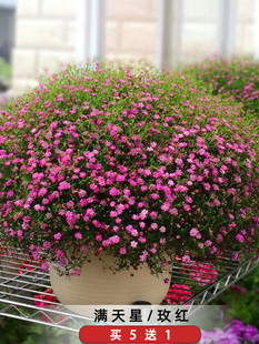 吉普赛满天星种子玫红色迷你石头花籽匍匐垂吊阳台盆栽春秋季播种