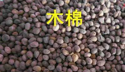 美丽异木棉种子 木棉花 木棉树种子 大腹木棉种子 新菜木棉种
