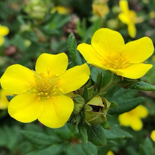 金露梅种子四季播种耐寒喜湿润耐干旱喜光庭院林木种子金露梅树种