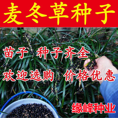 麦冬种子绿化麦冬种子种苗