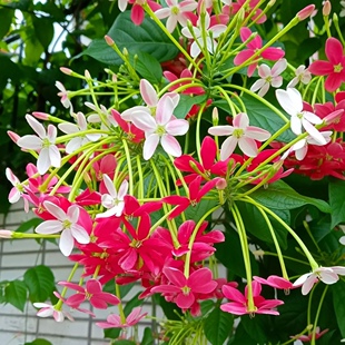 使君子种子爬藤植物花苗重瓣花种四季播种用种籽籽包邮