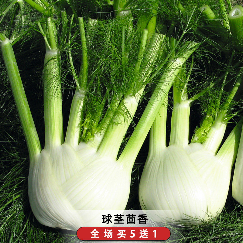 球茎茴香种子意大利结球甜茴香种籽欧洲可食用香草调味料阳台盆栽