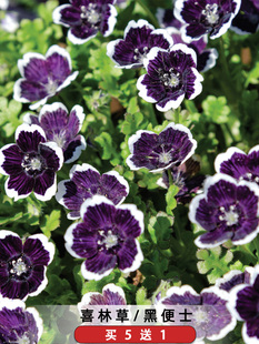 黑便士喜林草种籽黑紫色幌菊粉蝶花种子婴儿的眼泪公园阳台可盆栽