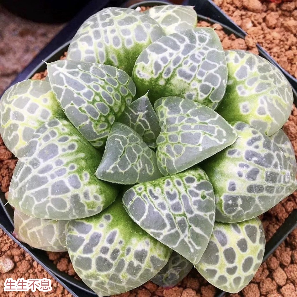 [生生不息寿]十二卷多肉植物带盆栽好Haworthia一物一拍瓦苇包邮
