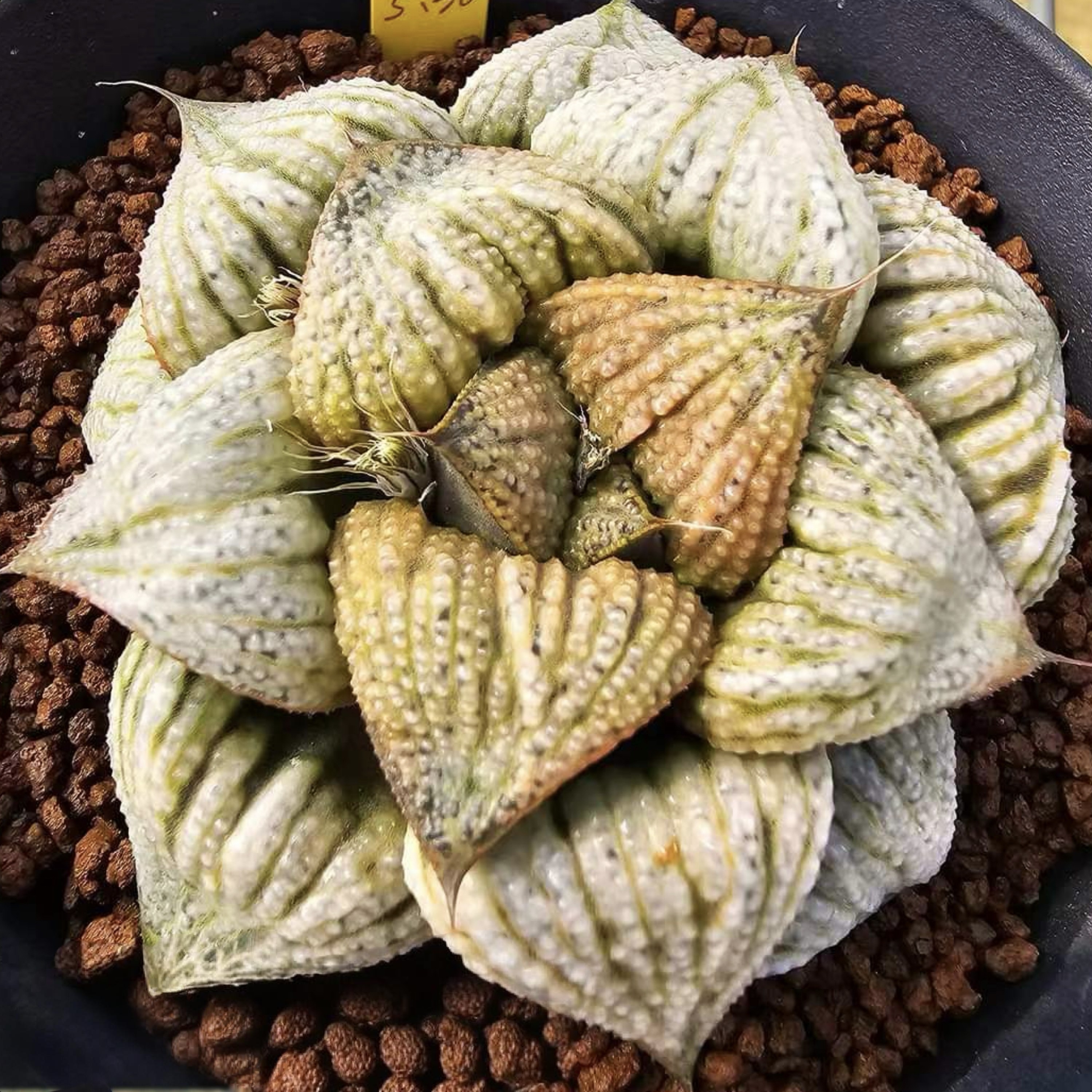 【青蟹实生（唐乔）】十二卷多肉植物Haworthia 一物一拍瓦苇包邮