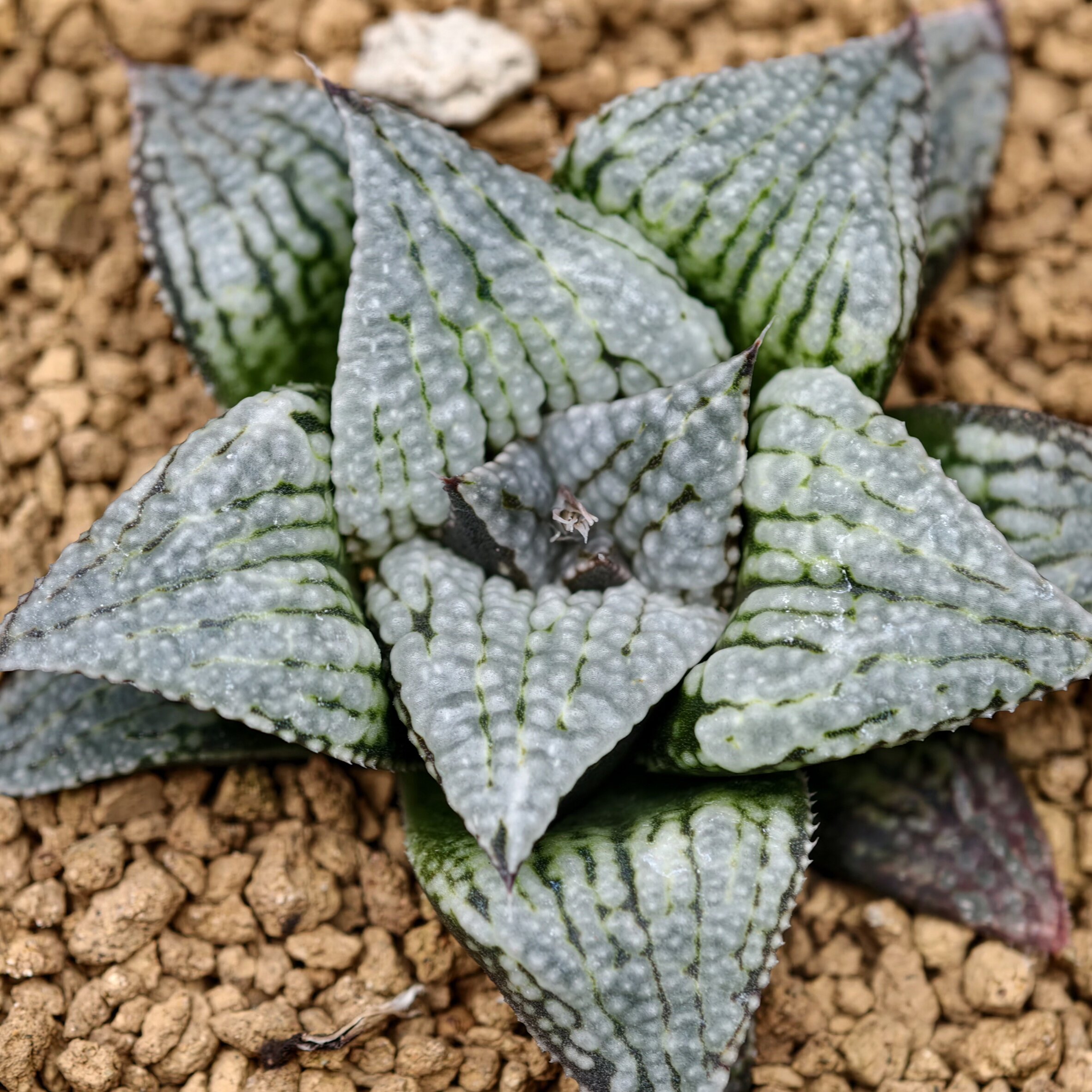 【实生十二卷2】瓦苇Haworthia多肉植物万象玉扇寿一物一拍包邮