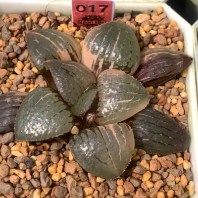 亲指姬寿锦十二卷多肉植物Haworthia一物一拍瓦苇包邮