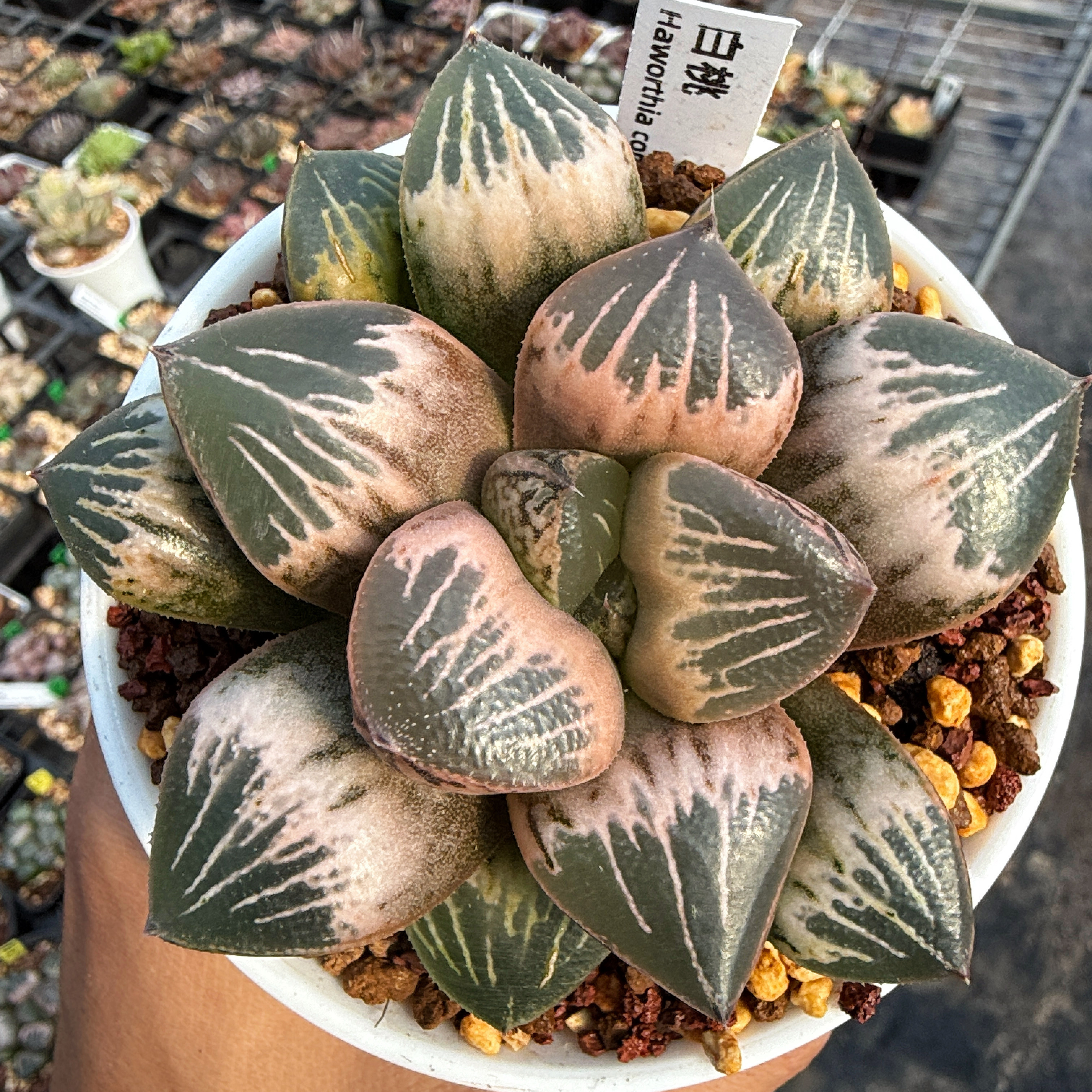 【白桃】十二卷多肉植物Haworthia 玉扇万象寿一物一拍瓦苇包邮