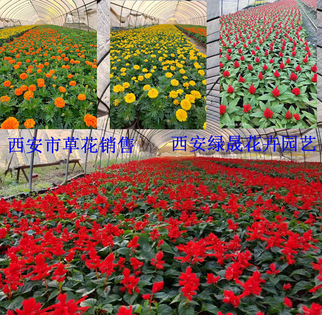 节日草花室外绿化带花卉绿植鸡冠花一串红矮牵牛花坛造型时令草花