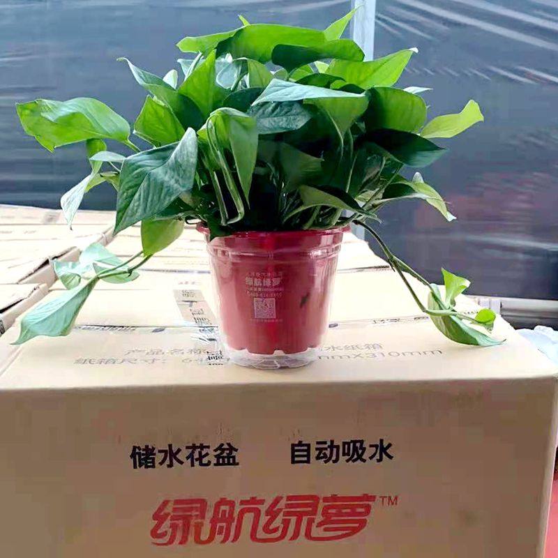 大小绿萝绿航盆栽西安吊兰办公室新房净化空气植物水培