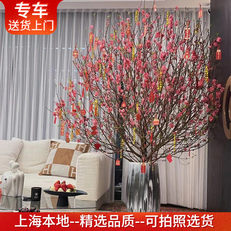 大型桃花树盆栽真树带花年宵花卉