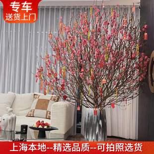 大型桃花树盆栽真树带花年宵花卉喜庆多年生植物阳台庭院耐寒耐晒