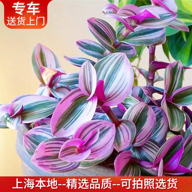油画婚礼青白玉吊兰盆栽鸭拓草图片
