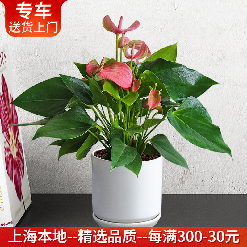 粉掌盆栽室内观花植物花期四季净化空气办公桌面茶几窗台阳台花卉