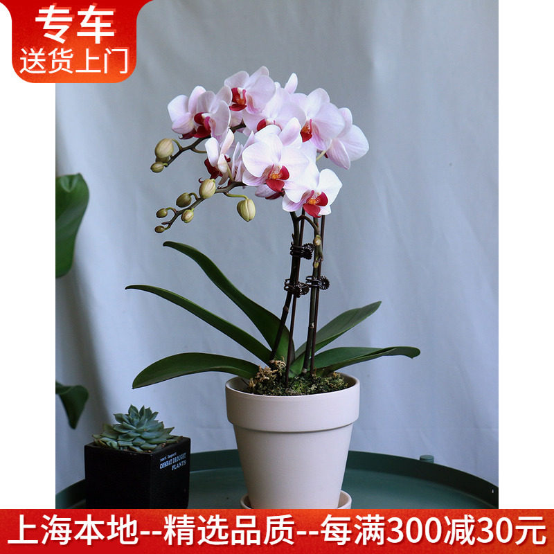 40cm迷你蝴蝶兰盆栽 高档观花盆景室内装饰花卉植物上海送货上门