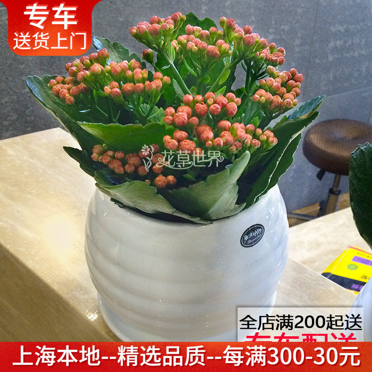 长寿花盆栽 花期长耐干旱 观花植物窗台阳台桌面办公室内花卉绿植