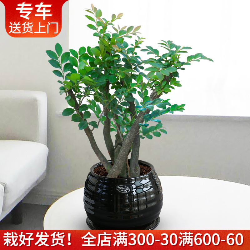 小叶紫檀盆栽 帝王之木绿植盆栽办公室室内四季常青绿色观叶绿植