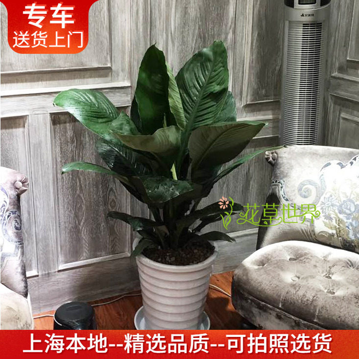 绿巨人盆栽 落地耐阴植物室内办公室客厅卧室绿植 净化空气