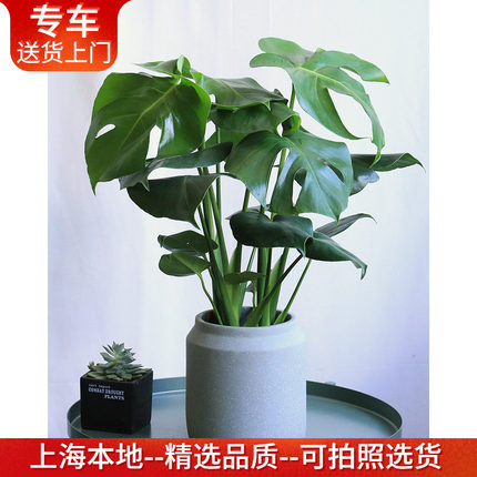 龟背竹盆栽 新房装修净化空气植物 室内客厅卧室办公室桌面绿植