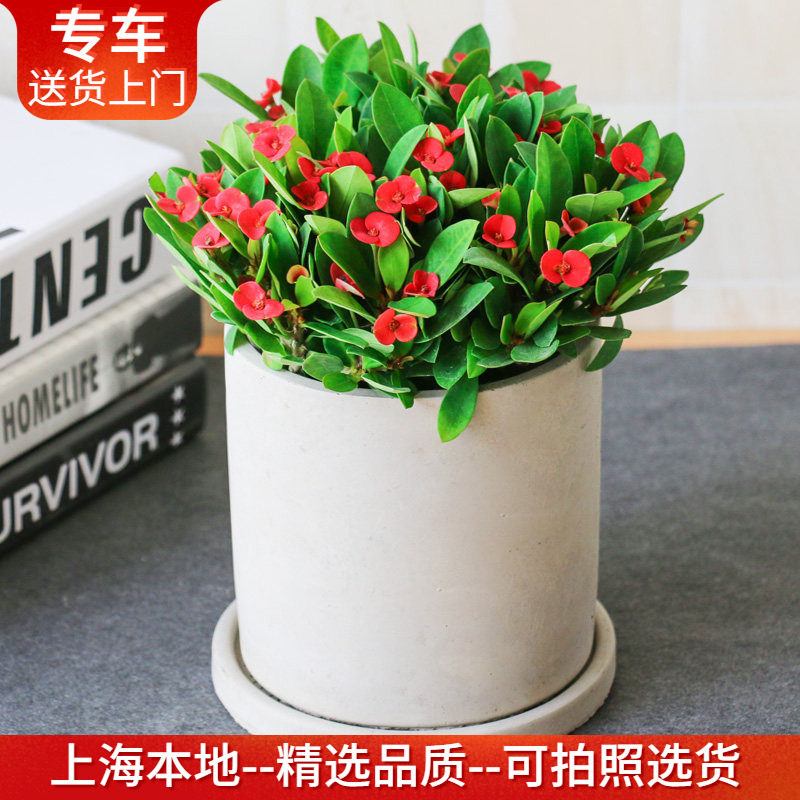 虎刺梅盆栽带花出售 又名铁海棠 小型阳台窗台耐晒植物花卉
