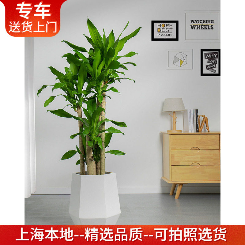 青铁盆栽老桩北欧ins大型绿植