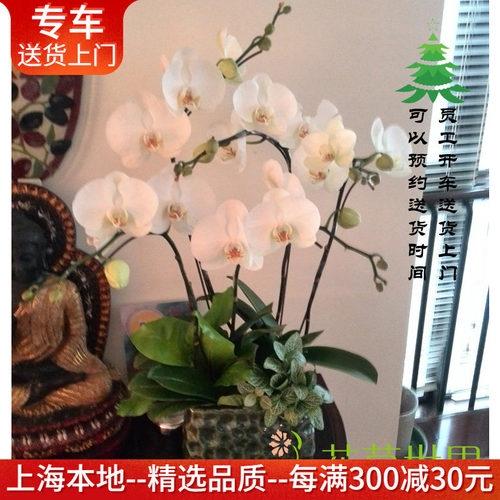纯白色开业乔迁花卉礼品绿植盆栽