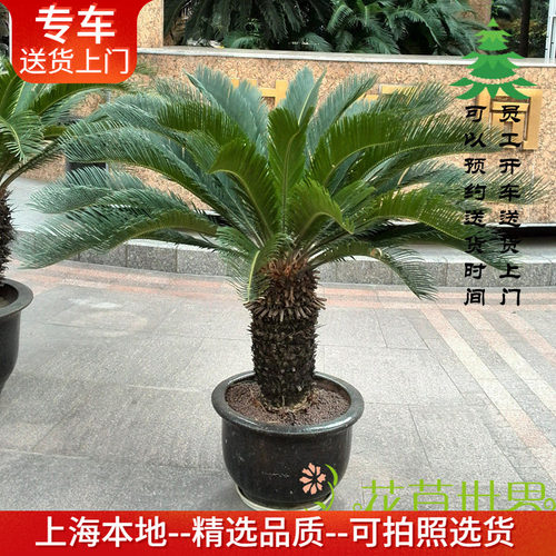 大型铁树盆栽带户外四季常绿植物