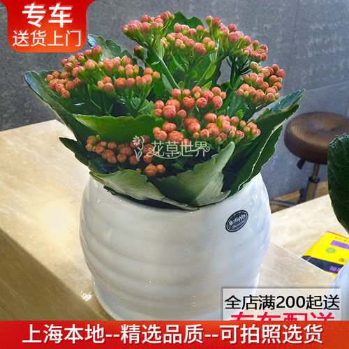 绿植耐干旱窗台桌面长寿花盆栽