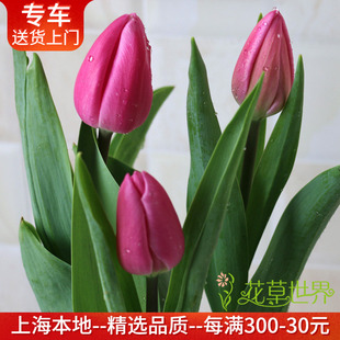 郁金香盆栽 带花出售 室内阳台花卉观花植物年宵花卉