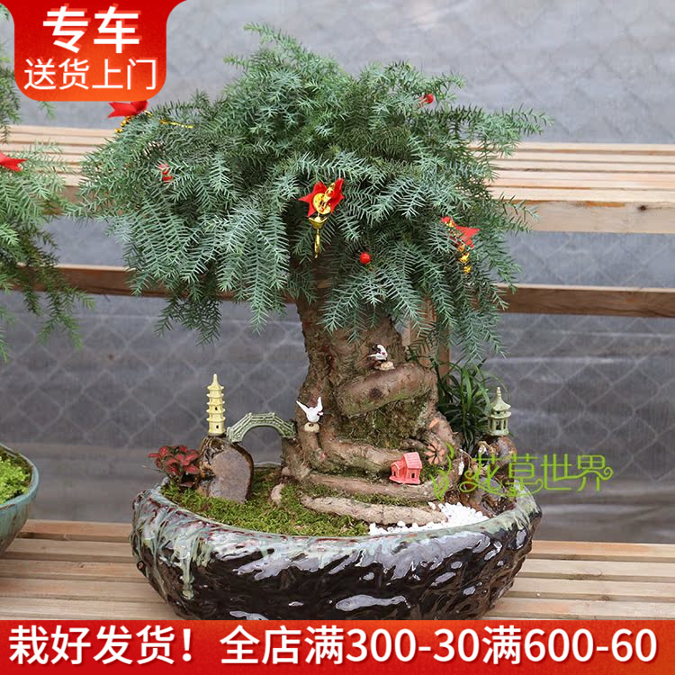 澳洲杉盆景盆栽室内办公室