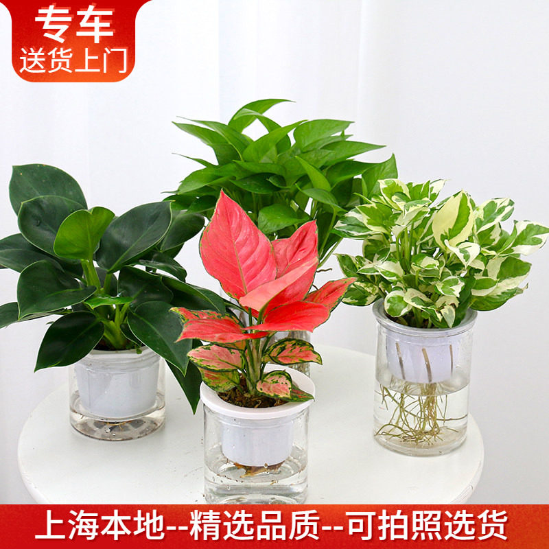 【水培植物集合】好养室内桌面小植物自吸水绿萝发财树竹芋豆瓣绿