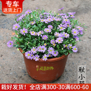 姬小菊盆栽 花量大花期长多年生草本植物室内阳台户外庭院花卉