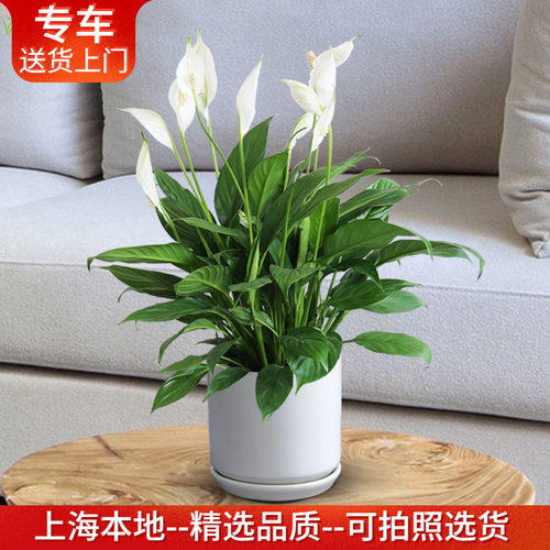 白掌盆栽一帆风顺白鹤芋桌面植物