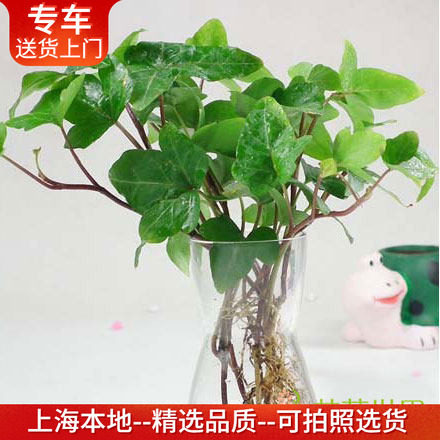 水培常春藤+玻璃瓶套装 室内净化空气植物 卧室绿植办公室绿化