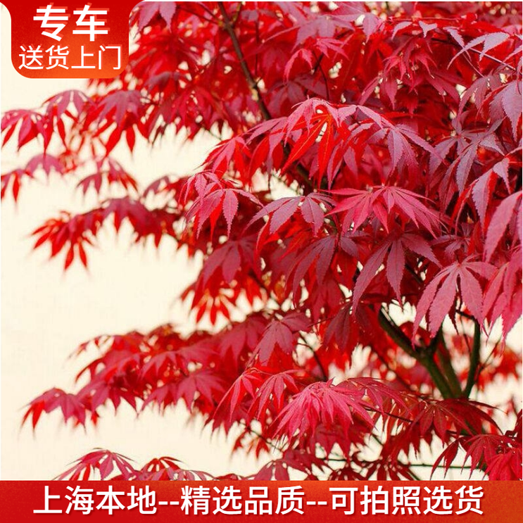 红枫盆栽大型日本中国红叶子植物