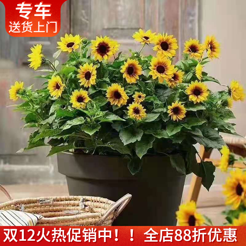 超级向日葵光辉岁月盆栽 带花出售 花期长阳台窗台植物花卉耐寒