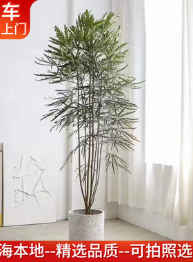 孔雀木盆栽室内大植物客厅办公室