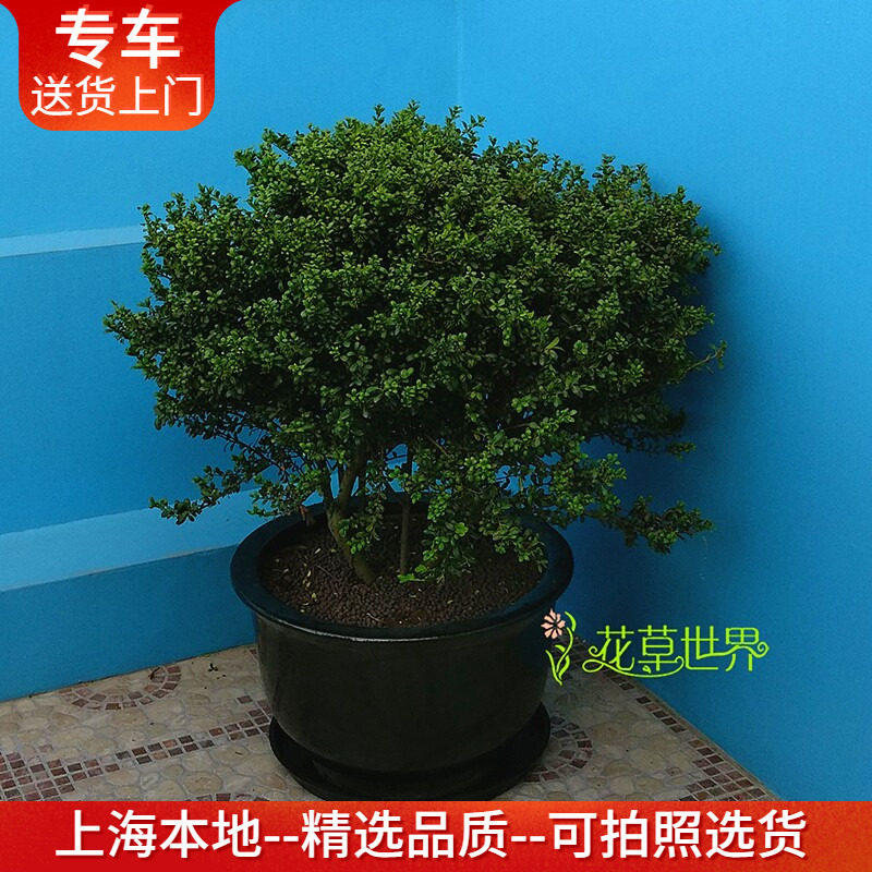 龟甲冬青盆栽 1米左右大型庭院阳台别墅绿化植物 上海送货上门