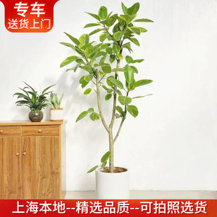 黄金榕盆栽花叶橡皮树孟加拉榕高山榕 北欧大型室内客厅阳台植物