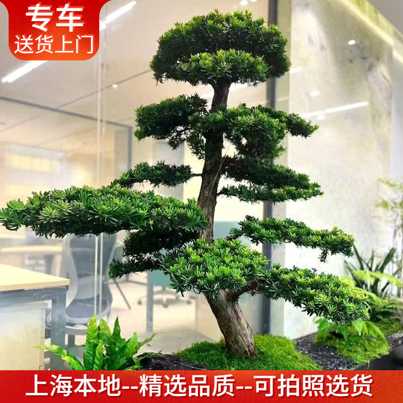 罗汉松盆景高档植物老桩盆栽迎客松景观造景别墅庭院室内阳台耐寒