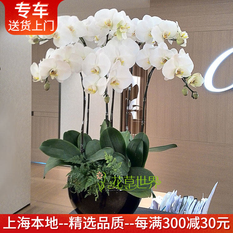 【特级大花蝴蝶兰集合】年宵花卉开业乔迁盆栽高档礼品植物上海